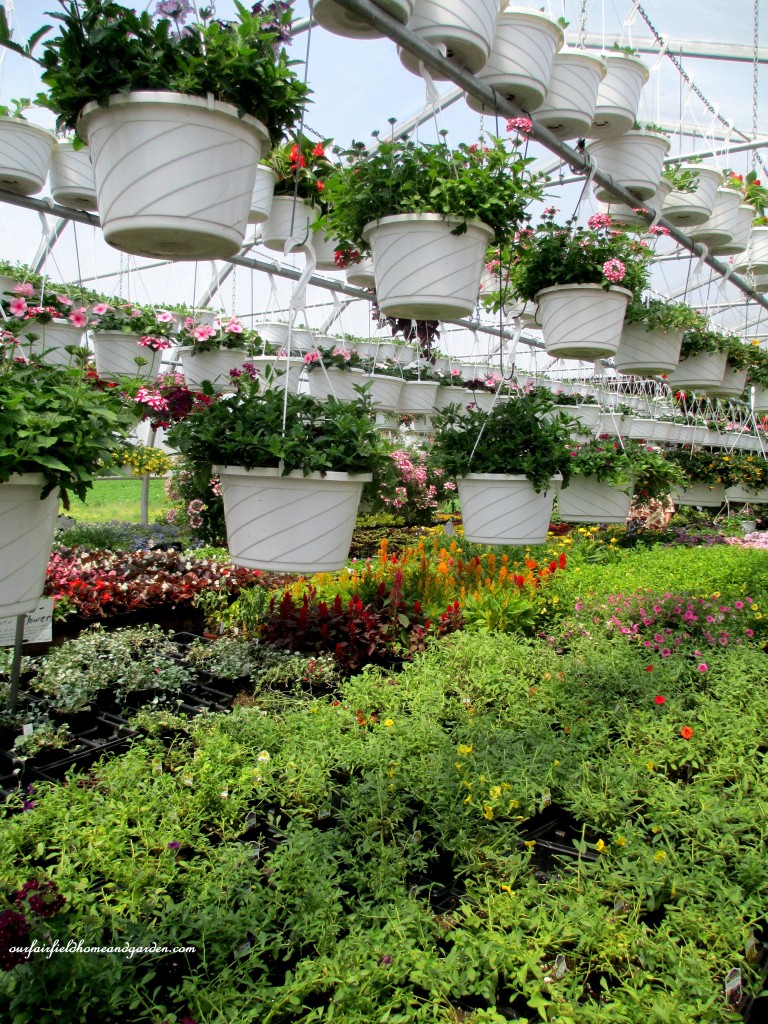 Greenhouses filled with plants of every kind! https://lolajack.jp.net/road-trip-lancaster-county-greenhouses/