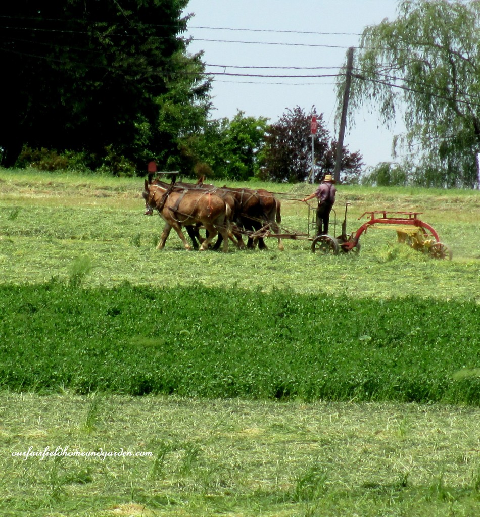 Hay Mowing Time https://lolajack.jp.net/road-trip-lancaster-county-greenhouses/