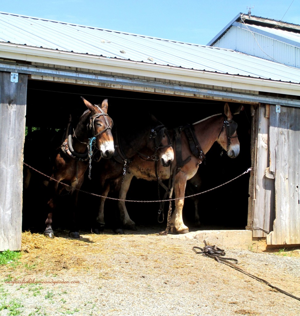 Noontime Rest https://lolajack.jp.net/road-trip-lancaster-county-greenhouses/