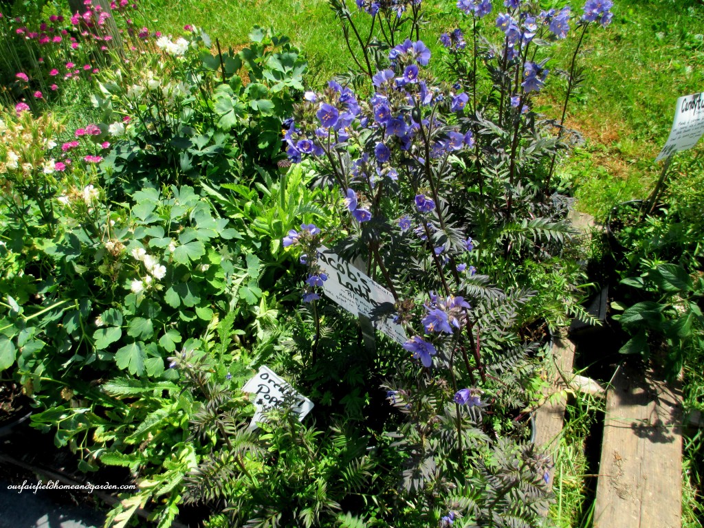 Perennials For Sale! https://lolajack.jp.net/road-trip-lancaster-county-greenhouses/