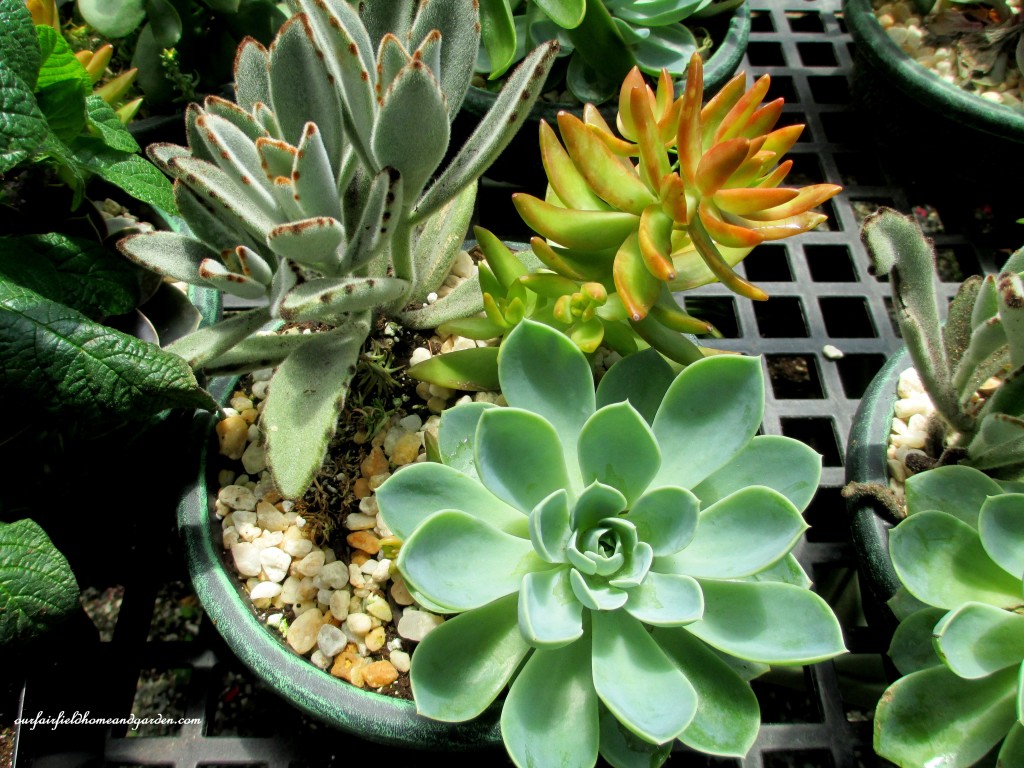 Succulent Bowl https://lolajack.jp.net/road-trip-lancaster-county-greenhouses/
