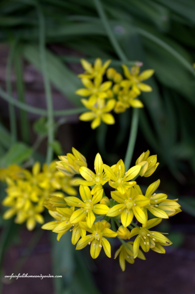 Allium ~ Cottage In the Roses https://lolajack.jp.net/cottage-in-the-roses/