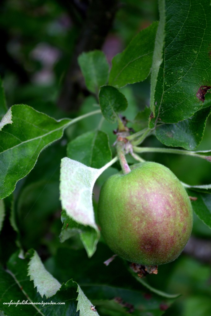Apple Tree ~ Cottage In the Roses https://lolajack.jp.net/cottage-in-the-roses/