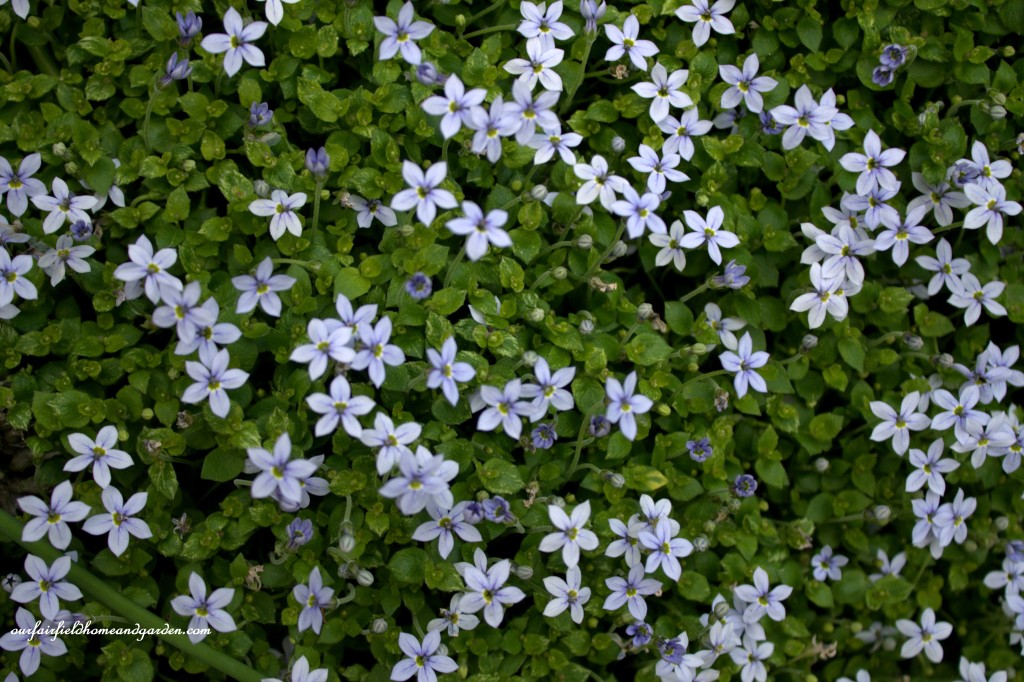 Blue Star Creeper ~ Cottage In the Roses https://lolajack.jp.net/cottage-in-the-roses/