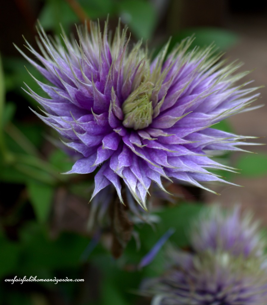 Clematis ~ Cottage In the Roses https://lolajack.jp.net/cottage-in-the-roses/