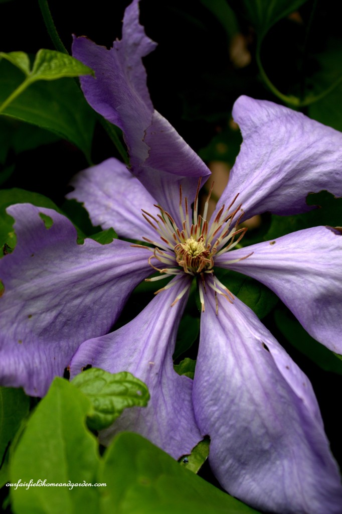 Clematis Vine ~ Cottage In the Roses https://lolajack.jp.net/cottage-in-the-roses/