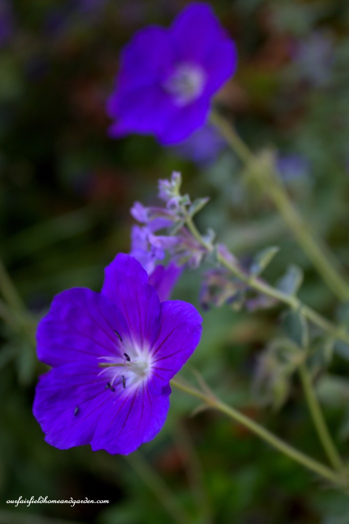Perennial Geranium ~ Cottage In the Roses https://lolajack.jp.net/cottage-in-the-roses/
