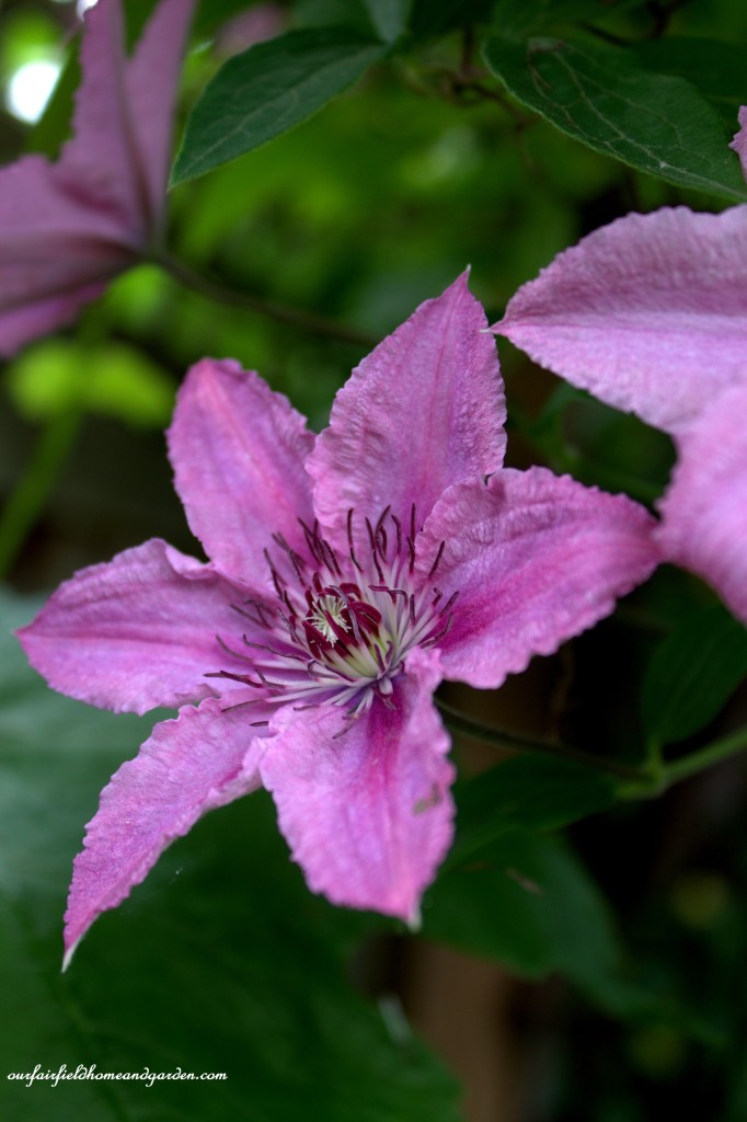 Pink Clematis ~ Cottage In the Roses https://lolajack.jp.net/cottage-in-the-roses/