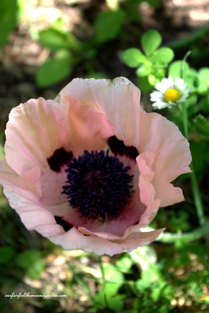 Poppy ~ Cottage In the Roses https://lolajack.jp.net/cottage-in-the-roses/