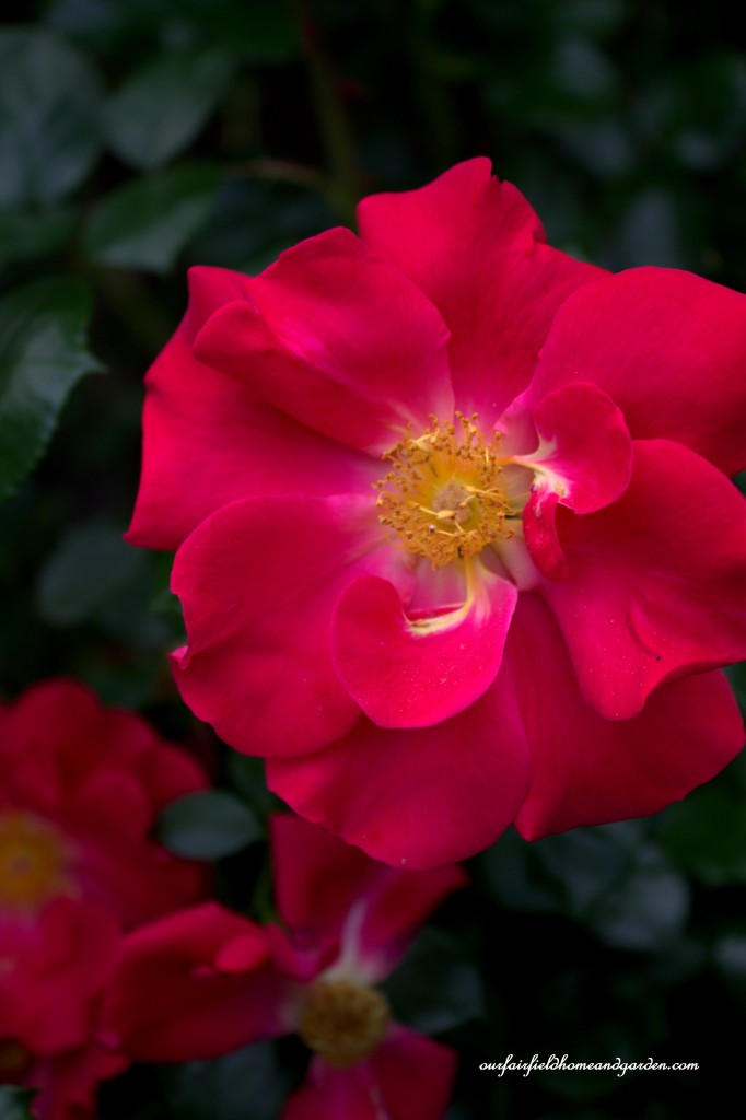 Rose Bloom ~ Cottage In the Roses https://lolajack.jp.net/cottage-in-the-roses/