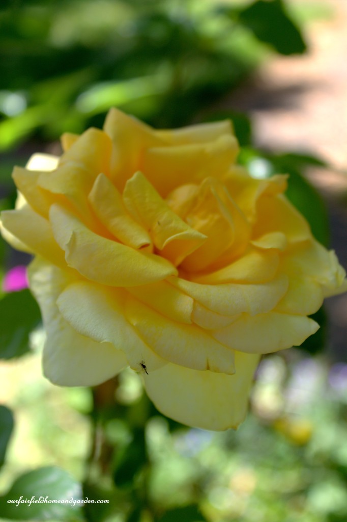Yellow Rose ~ Cottage In The Roses https://lolajack.jp.net/cottage-in-the-roses/