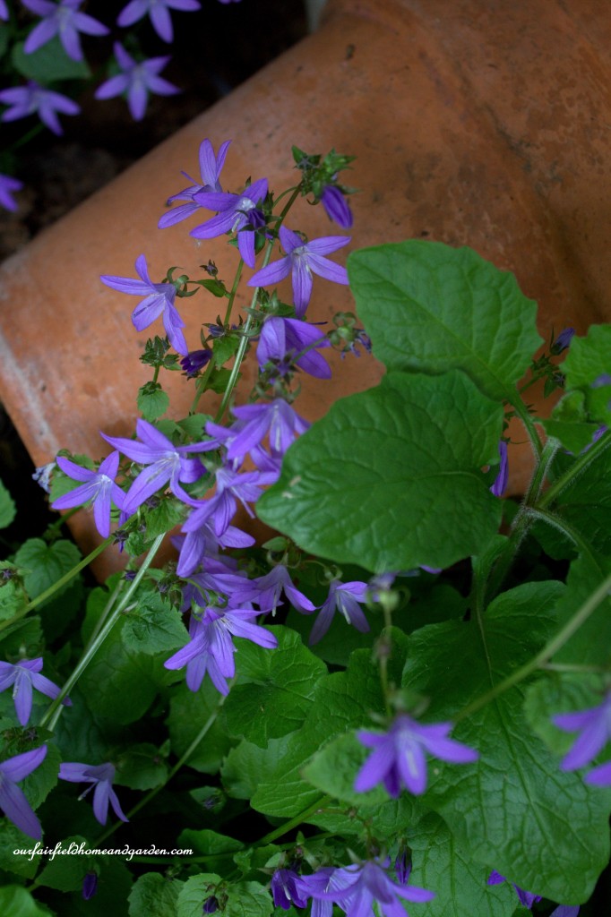 Tiny Campanula ~ Cottage In the Roses https://lolajack.jp.net/cottage-in-the-roses/
