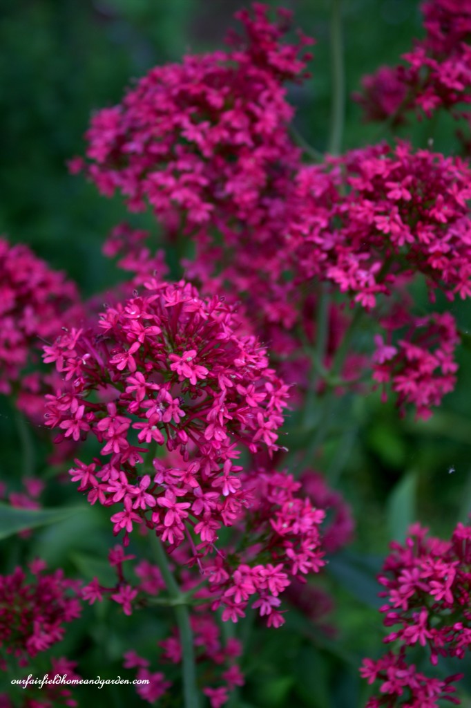 Valerian ~ Cottage In the Roses https://lolajack.jp.net/cottage-in-the-roses/