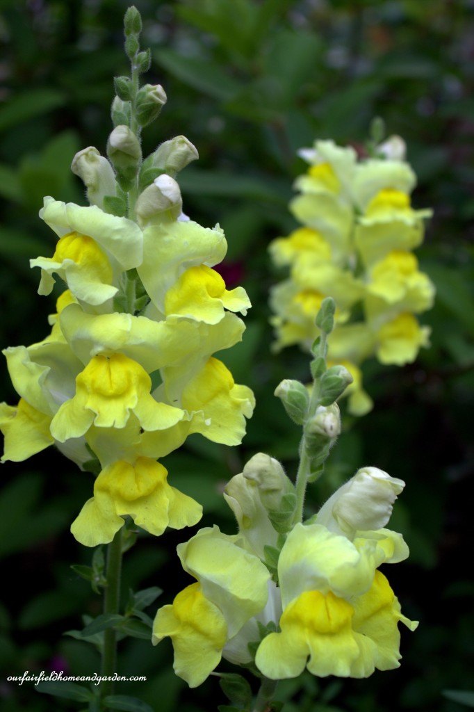 Yellow Snapdragons ~ Cottage In the Roses https://lolajack.jp.net/cottage-in-the-roses/