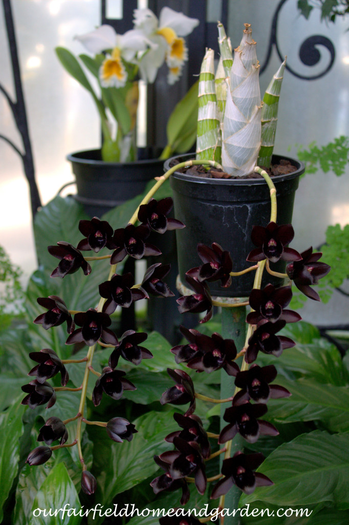 Black Orchid ~ Orchid x Fredclarkeara, After Dark 'SVO Black Pearl' https://lolajack.jp.net/black-orchids-field-trip-to-longwood-gardens/