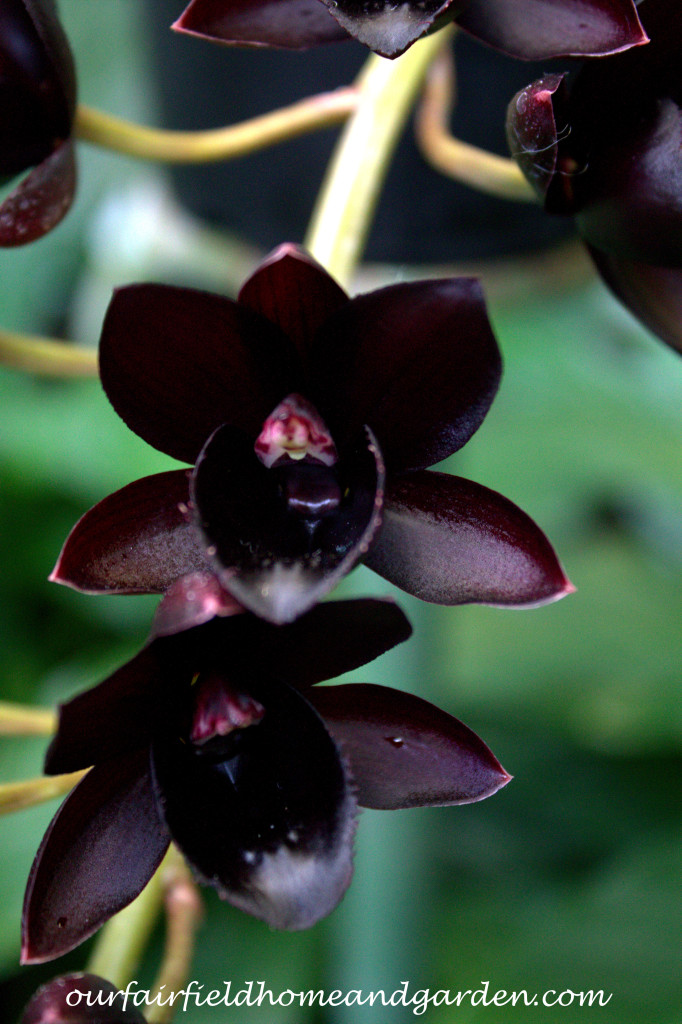 Black Orchid https://lolajack.jp.net/black-orchids-field-trip-to-longwood-gardens/