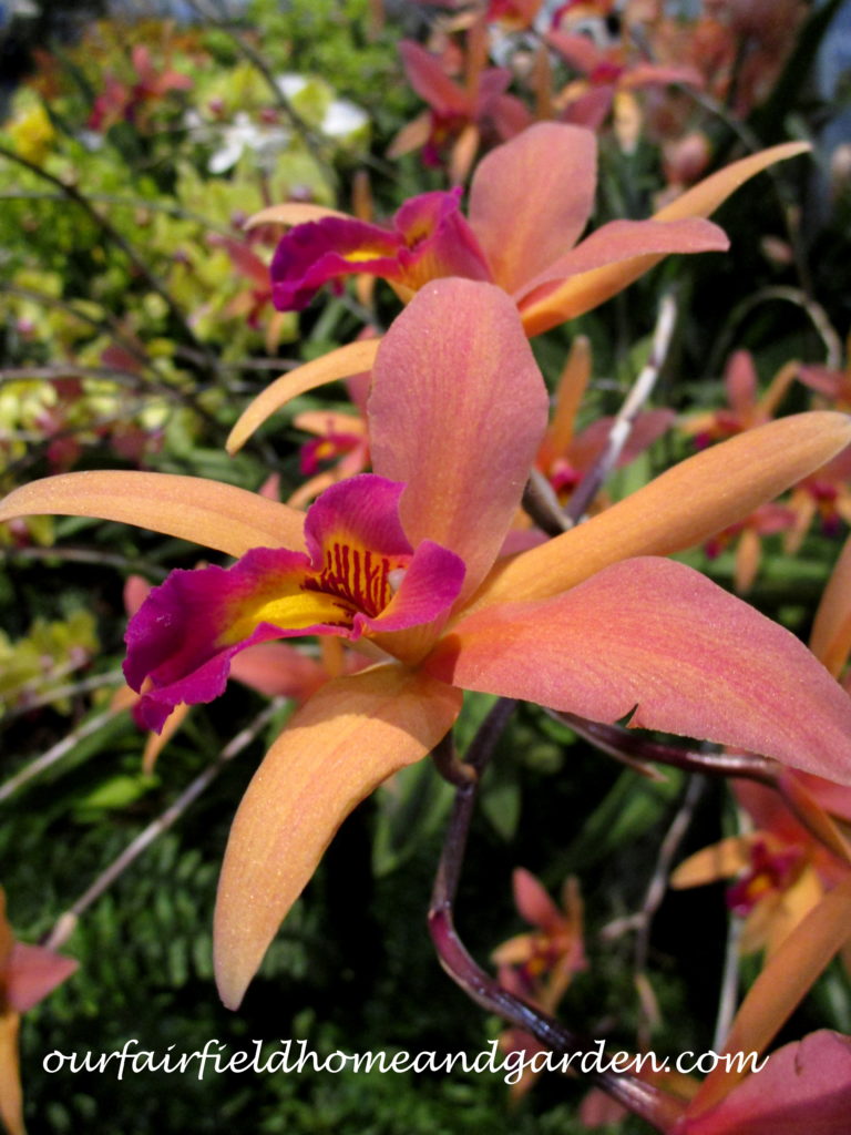 2017 Philadelphia Flower Show https://lolajack.jp.net/field-trip-philadelphia-flower-show/