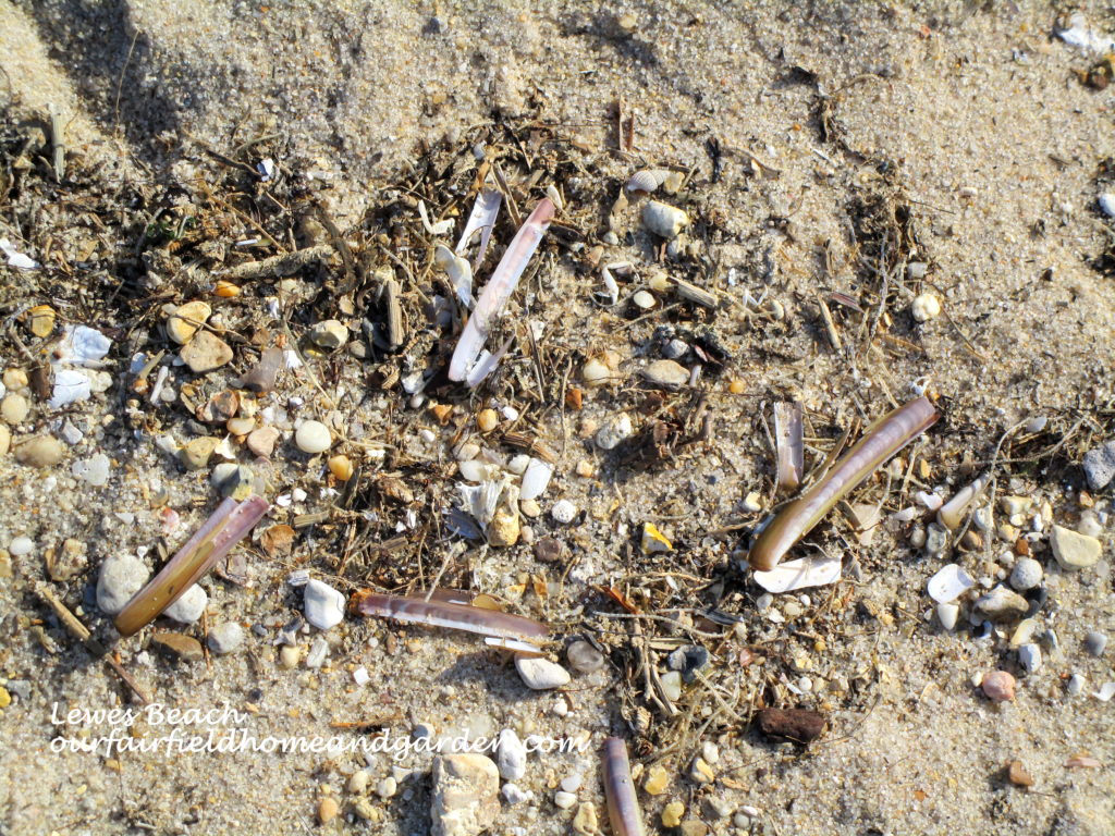 Lewes Beach, DE https://lolajack.jp.net/field-trip-lewes-beach-get-a-way/