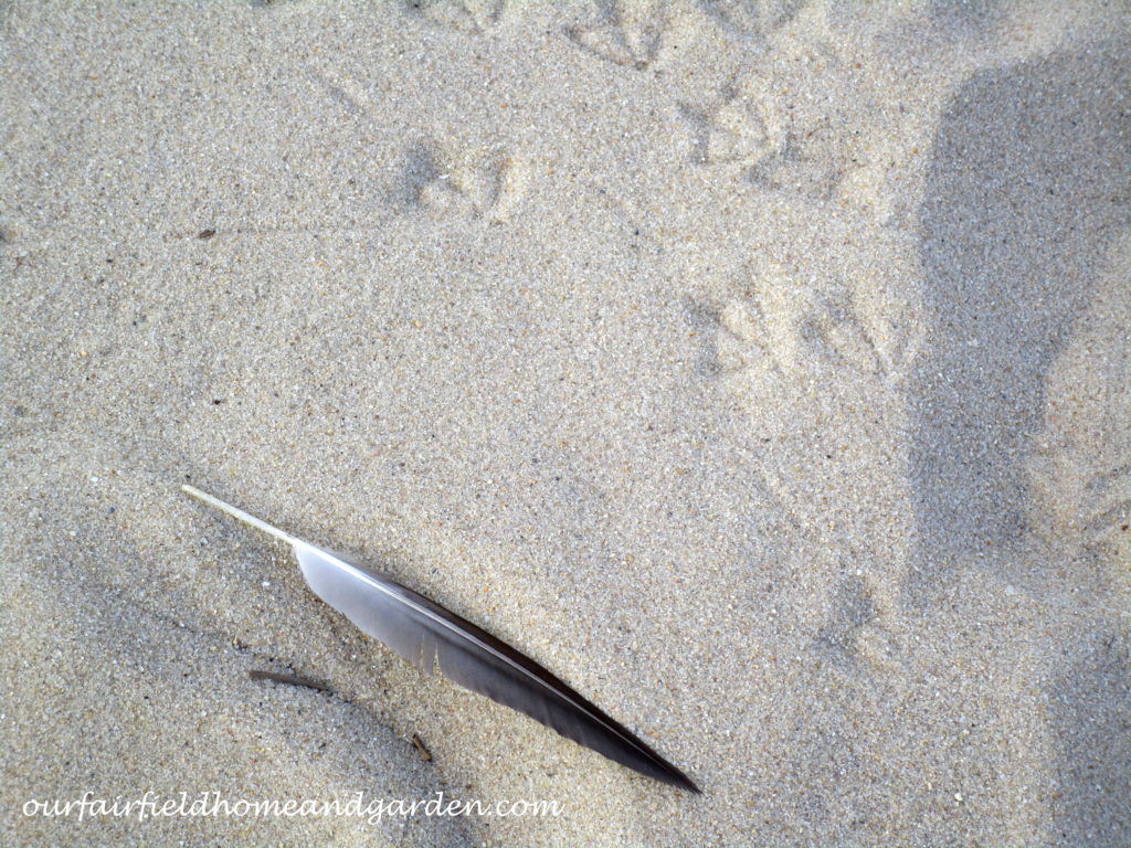 Lewes Beach, DE https://lolajack.jp.net/field-trip-lewes-beach-get-a-way/