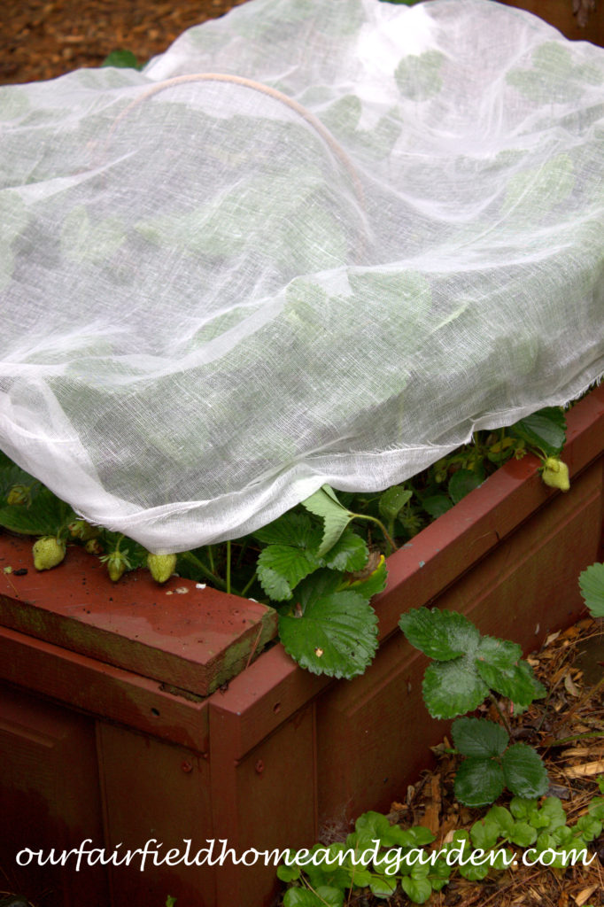 Cheesecloth in the Garden https://lolajack.jp.net/cheesecloth-uses-in-the-garden-practical-and-recyclable/