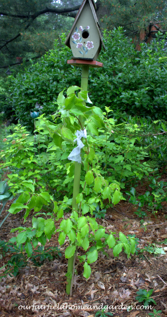 Cheesecloth in the Garden https://lolajack.jp.net/cheesecloth-uses-in-the-garden-practical-and-recyclable/