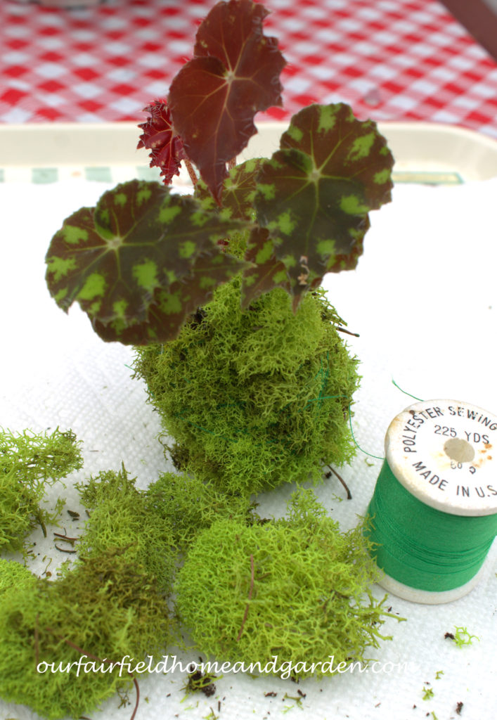 Cheesecloth in the Garden https://lolajack.jp.net/cheesecloth-uses-in-the-garden-practical-and-recyclable/