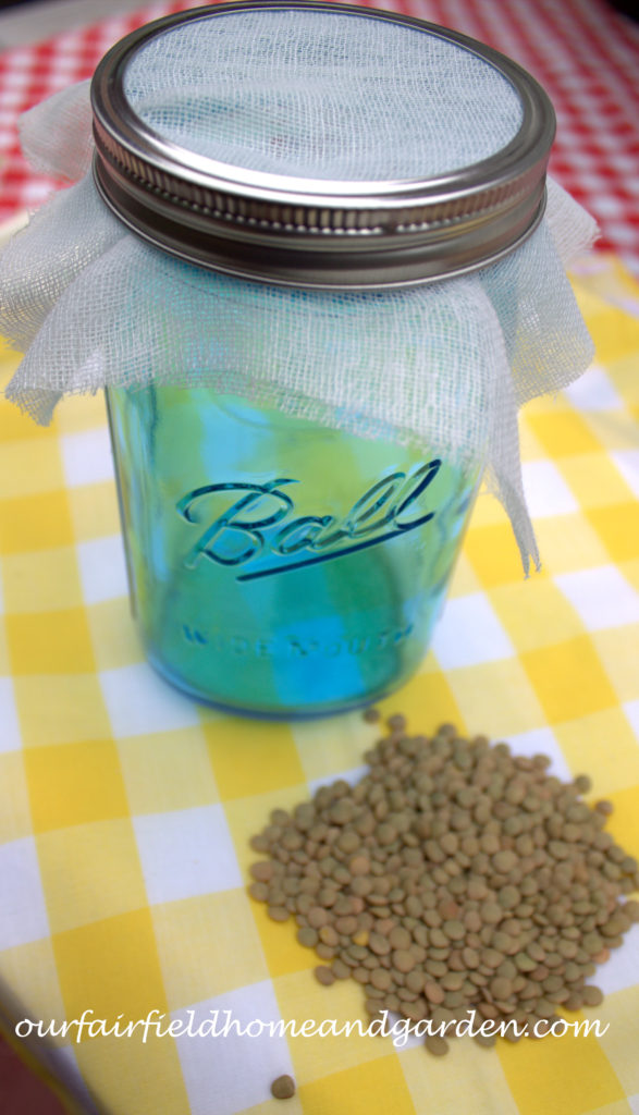 Cheesecloth in the Garden https://lolajack.jp.net/cheesecloth-uses-in-the-garden-practical-and-recyclable/