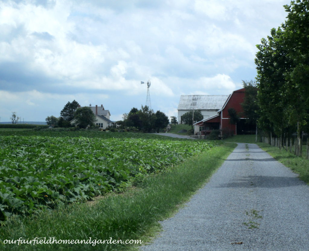 Country Lane Succulents https://lolajack.jp.net/field-trip-country-lane-succulents-new-holland-pa/
